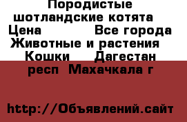 Породистые шотландские котята. › Цена ­ 5 000 - Все города Животные и растения » Кошки   . Дагестан респ.,Махачкала г.
